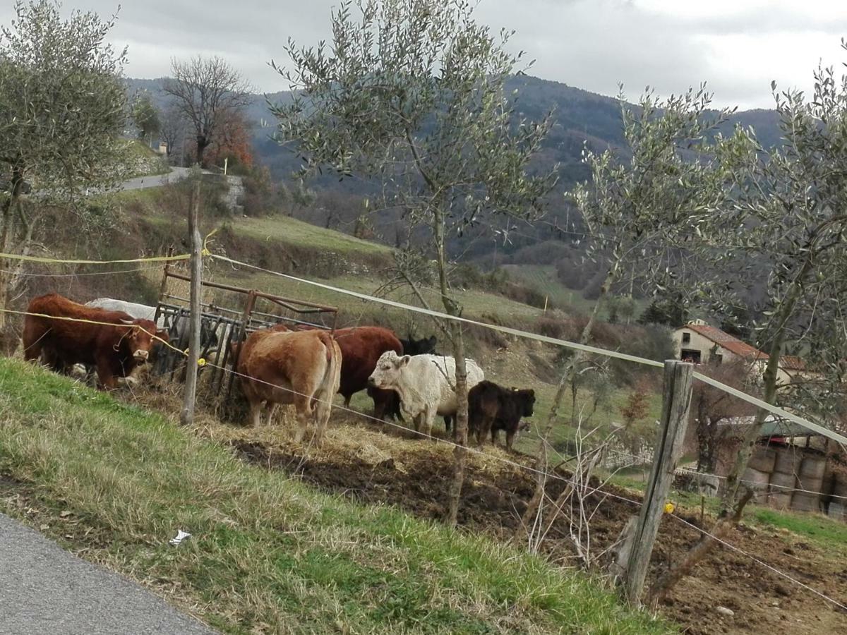 Fattoria Di Cintoia Villa Pontassieve Luaran gambar